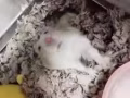 可愛藍布丁倉鼠轉賣