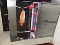 喜爱养鱼的朋友们欢迎看过来