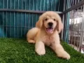 黃金獵犬 寶寶