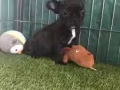 四個月大法國鬥牛犬寶寶