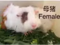 荷蘭豬 Guinea Pig 