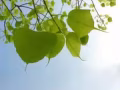 * 主人房出租 * 新床垫随着您迁入 同日送货 * 温馨北欧乡村风 *