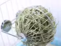 草球 