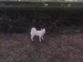 提供宠物寄养