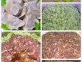 纯手工各种口味饺子?喜欢饺子的吃货们欢迎随时电话联系