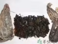 长白山林下参