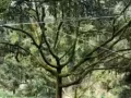 ***正宗貓山王*** 自家榴槤園 大批空運內地 批發零售 全國包郵 絕對好吃