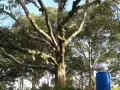 ***正宗貓山王*** 自家榴槤園 大批空運內地 批發零售 全國包郵 絕對好吃
