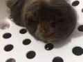 长毛的荷兰猪转让