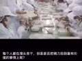 印尼燕窝，工厂价，批发零售。干挑燕盏，三角，燕条，100%纯天然！