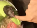 可爱仓鼠求领养
