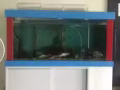 鱼缸，led顶灯，彩色缸边，充氧泵，潜水泵上过滤盒，锦鲤7条，清道夫2条，因回国
