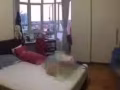 蓝线Stevens靠近乌节路 公寓 超大超值主人房出租 $1200