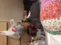 1岁猫有偿领养