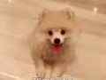三個月博美