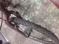 三巴旺财神庙本人出售自行车一辆
