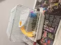 免費收養倉鼠