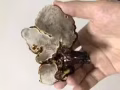 刚采到的野生灵芝，进来看看吧，有要的吗？
