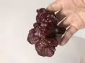 刚采到的野生灵芝，进来看看吧，有要的吗？