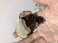 刚采到的野生灵芝，进来看看吧，有要的吗？