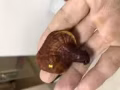剛採到的野生靈芝，進來看看吧，有要的嗎？