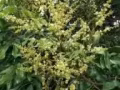 农家蜂蜜