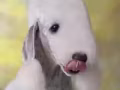 英国纯种贝灵顿梗犬