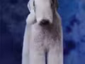 英國純種貝靈頓梗犬