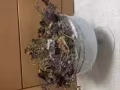 出售二手花盆\玻璃储存罐（本人之前学花艺剩下的）10成新