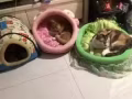 公寓貓咪寄養，