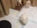 剛剛出生的馬爾濟斯寶寶