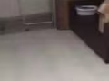 马林百列近海边有俩人间男搭房出租