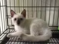 3.16birth 暹罗猫siamese 