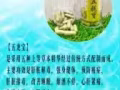 纯天然草本精华，健康养生