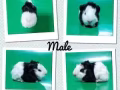 Young Guinea Pig for Rehoming