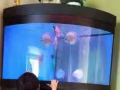 3呎半圓形魚缸，魚死了，100塊錢拿走吧，全套過濾設備