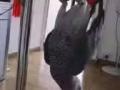 南非灰鸚鵡
