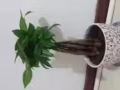 中巴鲁女床位出租