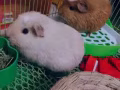 可爱荷兰猪免费送。