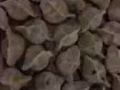 山东威海纯手工水饺，欢迎老铁们的选购，免费送到MRT，自取25块，100粒，
