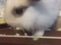 可愛寵物兔售賣 免費送一切相關物品