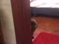 mini贵宾犬巧克力色的狗狗 找女朋友了