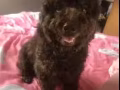 mini貴賓犬巧克力色的狗狗 找女朋友了