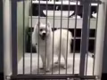 全新自動關寵物柵欄