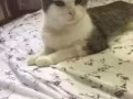 求好心人領養我家miu