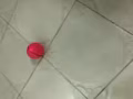 貓咪用品