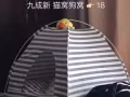 狗窝猫窝 冰丝垫 尿盆
