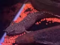 出售polypterus（大花）WC ornate （紅花）, up to 7-