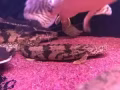 出售 polypterus endi up to 7.inch  快來帶回家吧