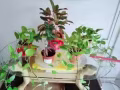 女搭房